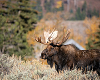 Цикл музейных занятий «Академия для малышей». Животные весной